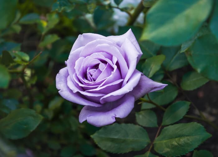 30+ Seeds| Light Purple Perennial Flower Rose Seeds #1084