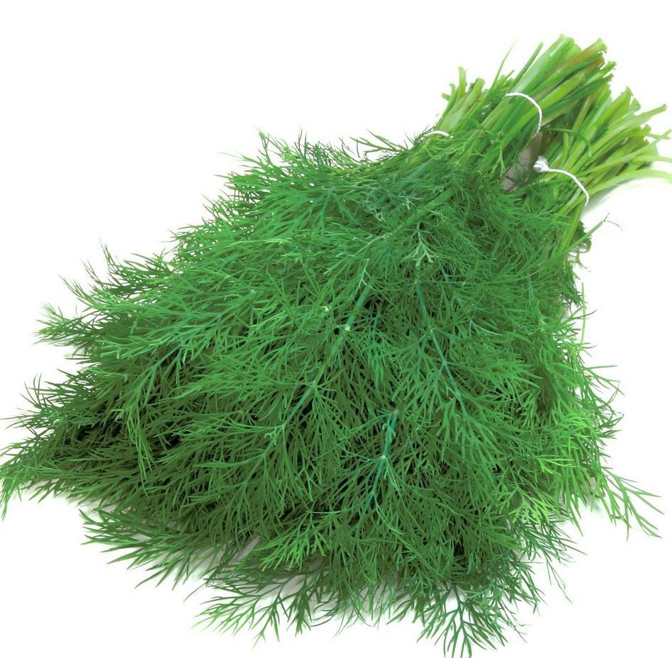 500 Seeds G124 Dill Bouquet Herb Seeds Easy Grow Superfood Sprouting Microgreen 