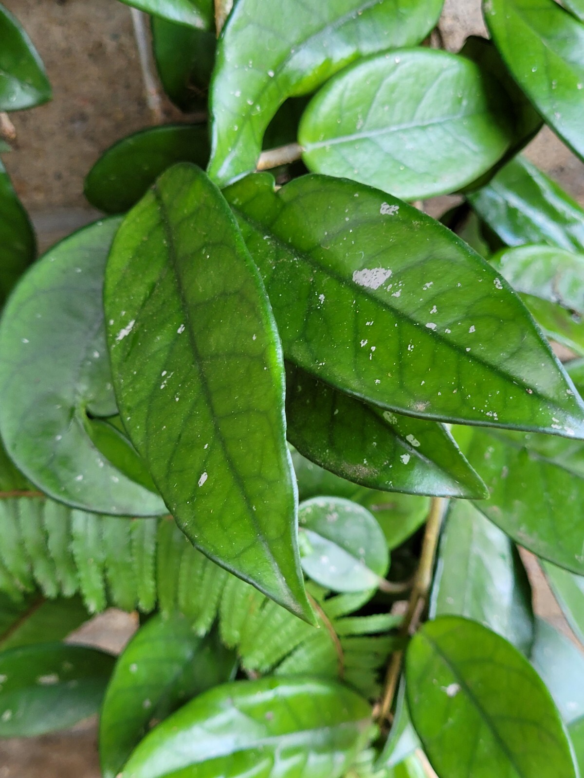 Hoya Carnosa Almost 5 Feet Tall – Super Healthy!!!