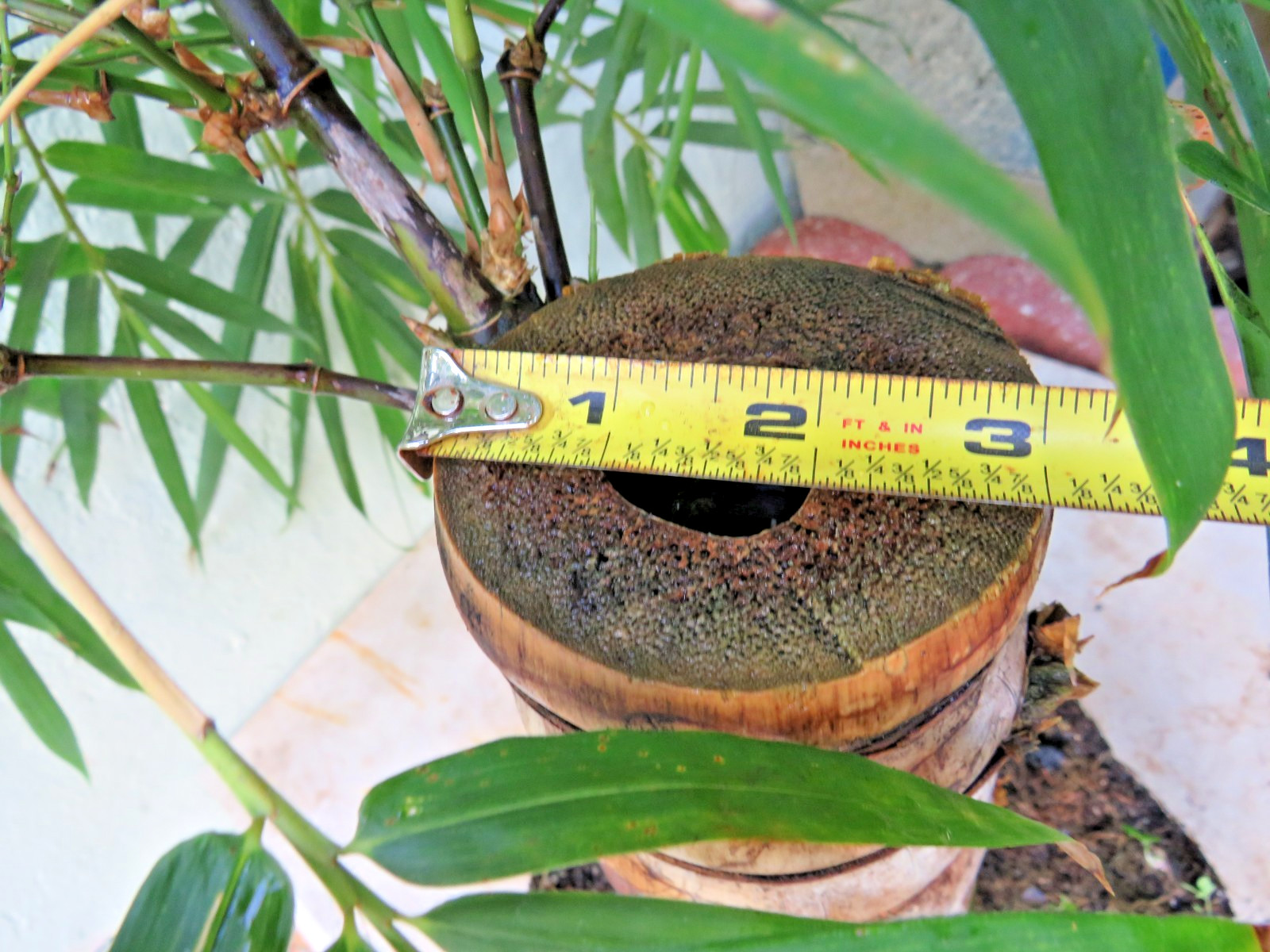Buddha Belly Bamboo Thick trunk Bambusa ventricosa Exotic Tropical Bonsai Plant