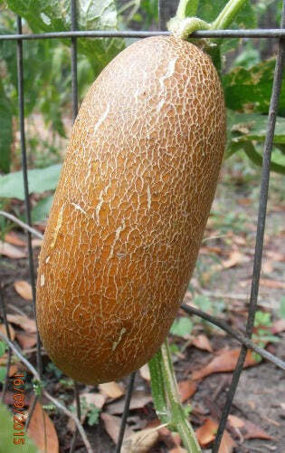 Cucumis sativus | Brown Russian | Brown Cucumber | 10 Seeds