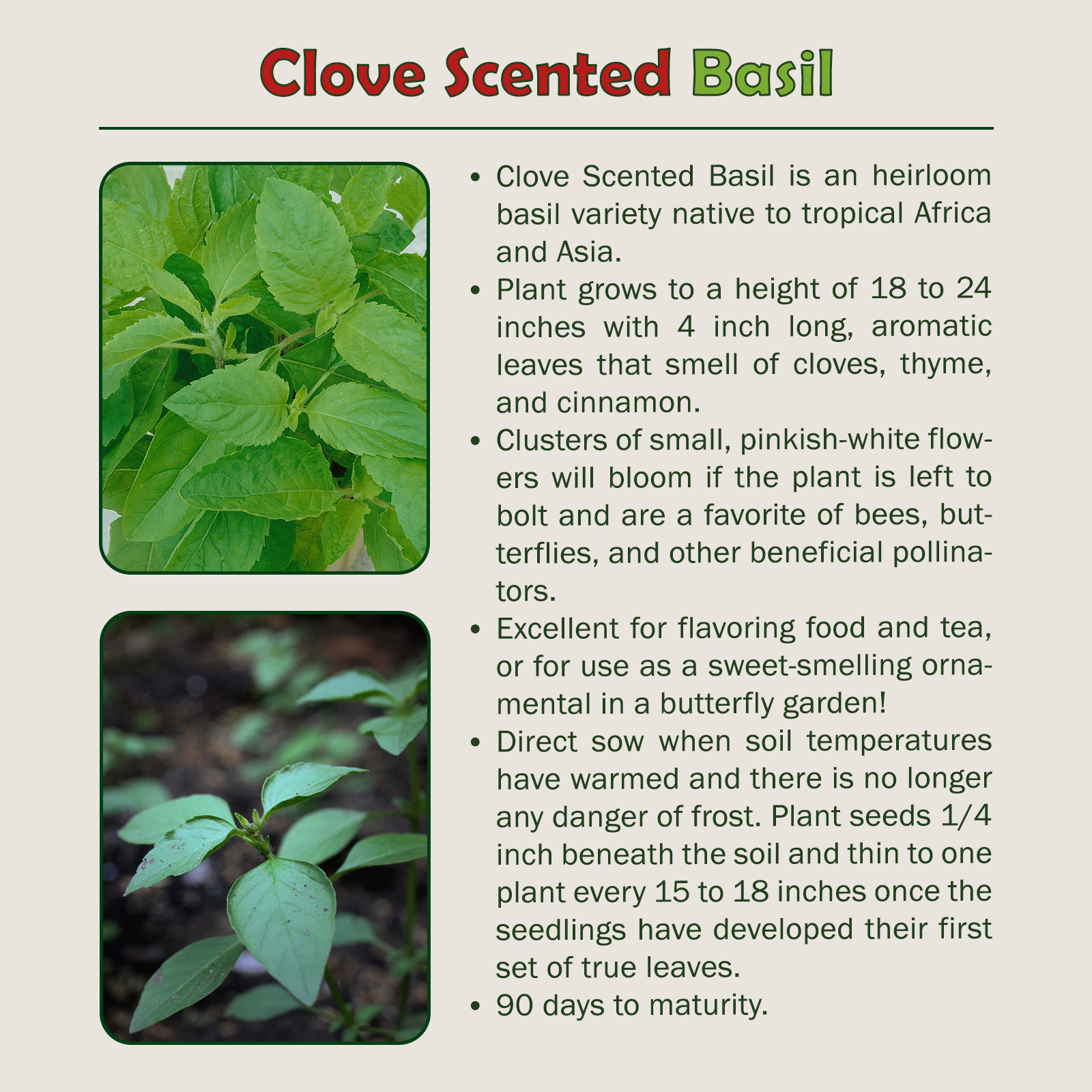 500 Clove Scented Basil Seeds, Ocimum basilicum, Culinary Herb, Genuine USA