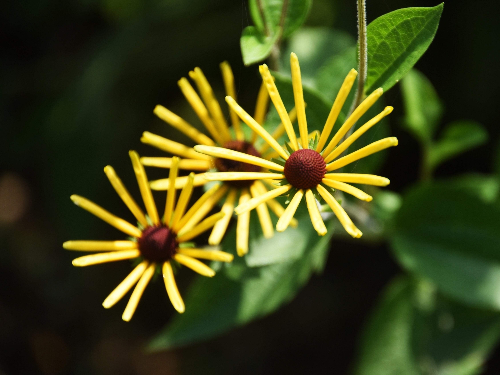 300 SWEET CONEFLOWER Rudbeckia Subtomentosa Yellow Black Eyed Susan Flower Seeds