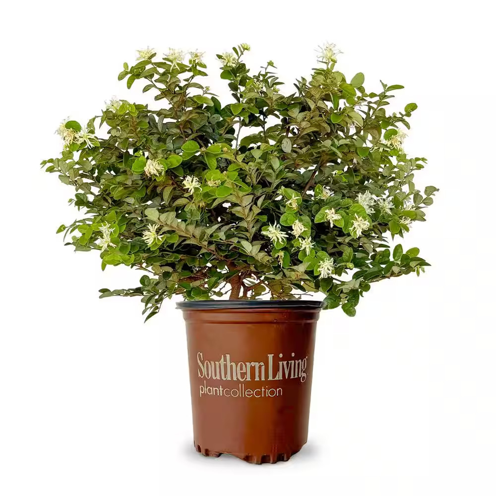 2 Gal. Emerald Snow Semi-Dwarf Loropetalum, Evergreen Shrub with Green Foliage,
