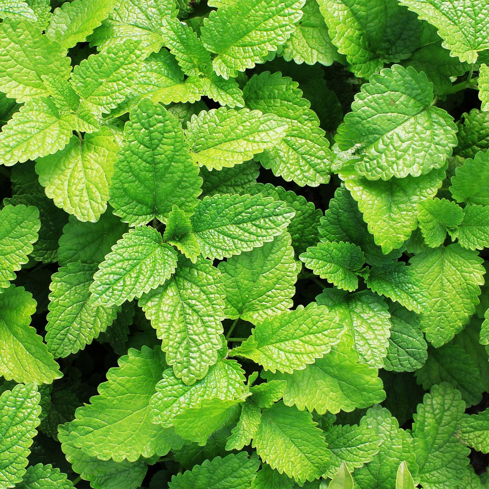 3 Spearmint Plants (Mentha spicata) Fragrant, Edible Culinary Herb for Gardens