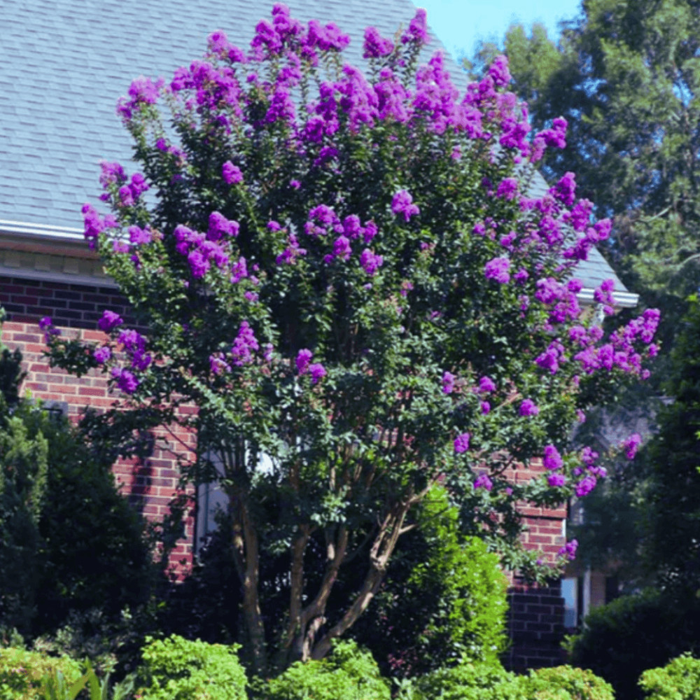 Miss Gail Crape Myrtle: Elegant Dark Purple Blooms on an Upright Tree