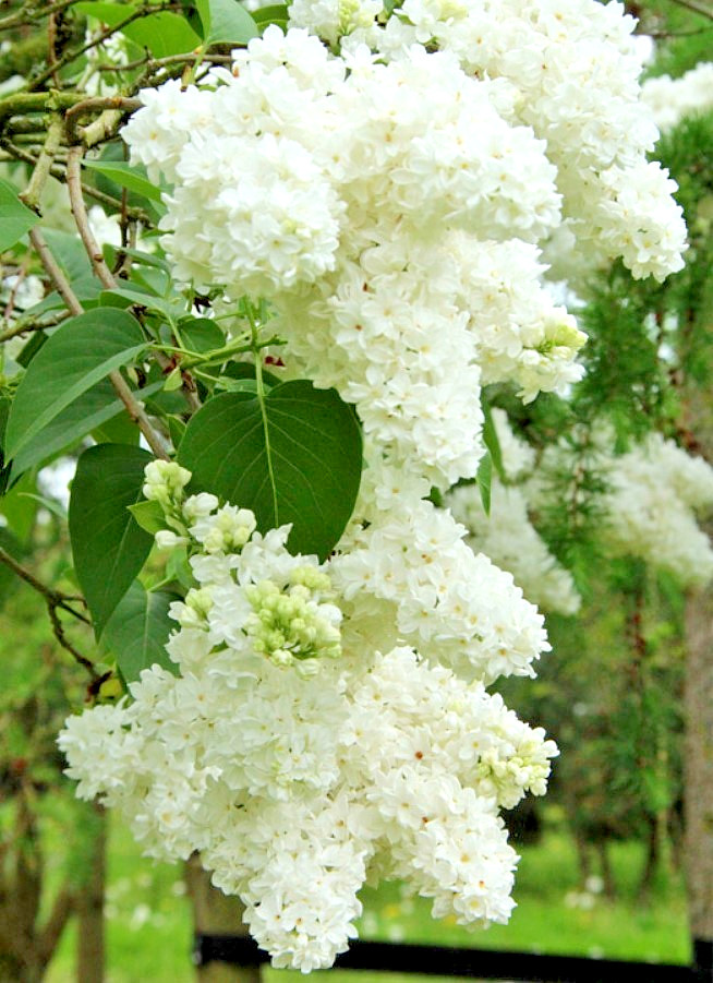Madame Lemoine Lilac Shrub Live Plant – 8″ Tall – Fragrance – Zones 3-7