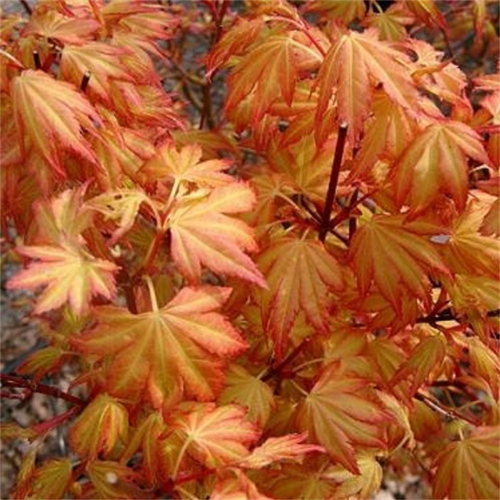 Orange Dream Japanese Maple Tree – Live Plant – ( 2.5 QT )