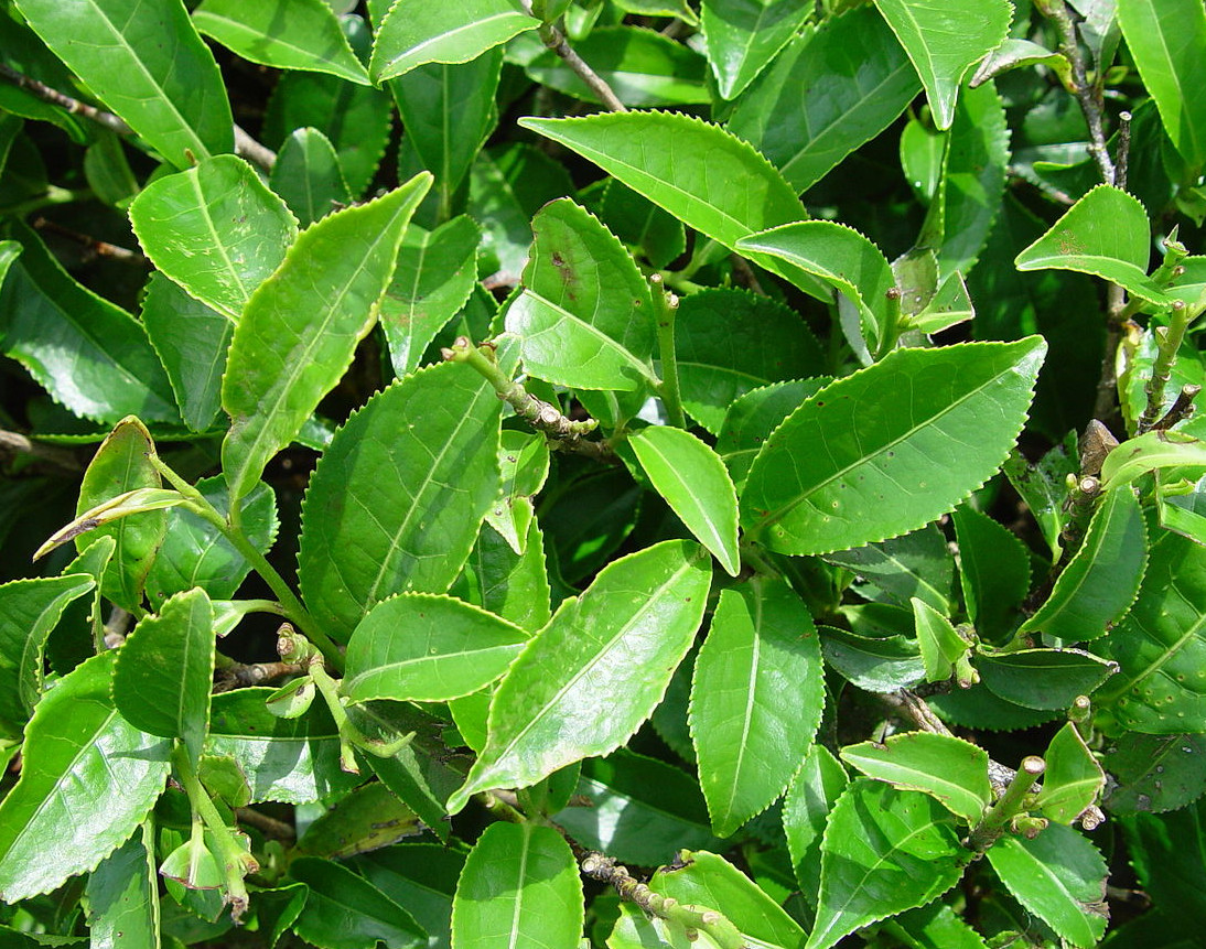 Green Tea Plant – Camellia sinensis 4 to 6 inch Tall- Starter Plant