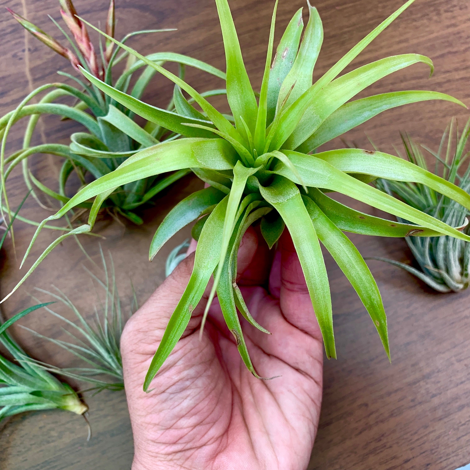 B Quality Air Plant Clearance Mix (Minor Aesthetic Issues) 10 + Plant Pack