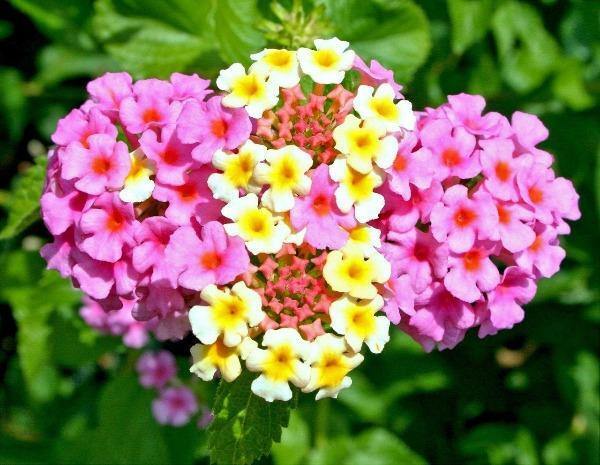 Lantana camara Ham and Eggs HARDY LANTANA – 1 Plant!