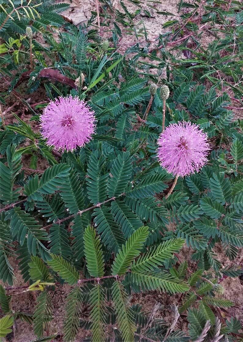 2 TOUCH-ME-NOT SENSITIVE PLANTS SLEEPY MIMOSA PUDICA 2″ STARTER SHY SHAMEPLANT