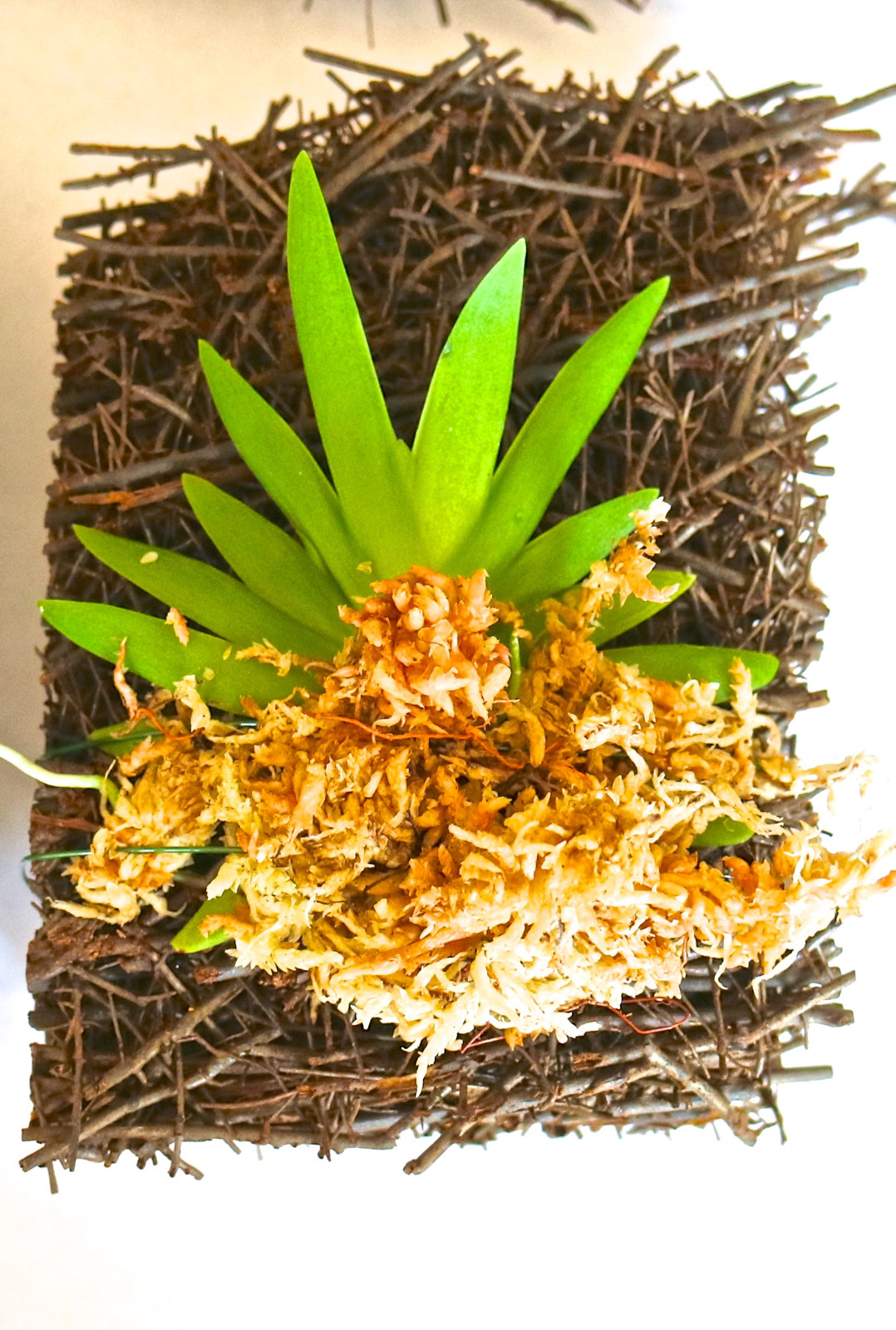 Miniature Orchid: Psygmorchis Pusilla with Flower Spike