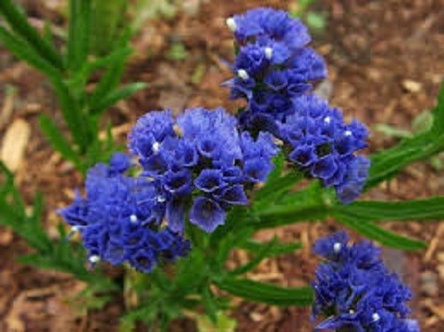 50+ DEEP BLUE STATICE FLOWER SEEDS / LONG LASTING ANNUAL / GREAT CUT OR DRIED