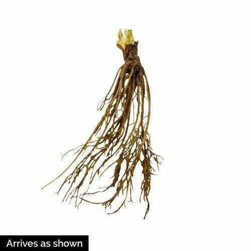 Albion Strawberry – Day Neutral Strawberry Plants (10 Bare-Root plants)