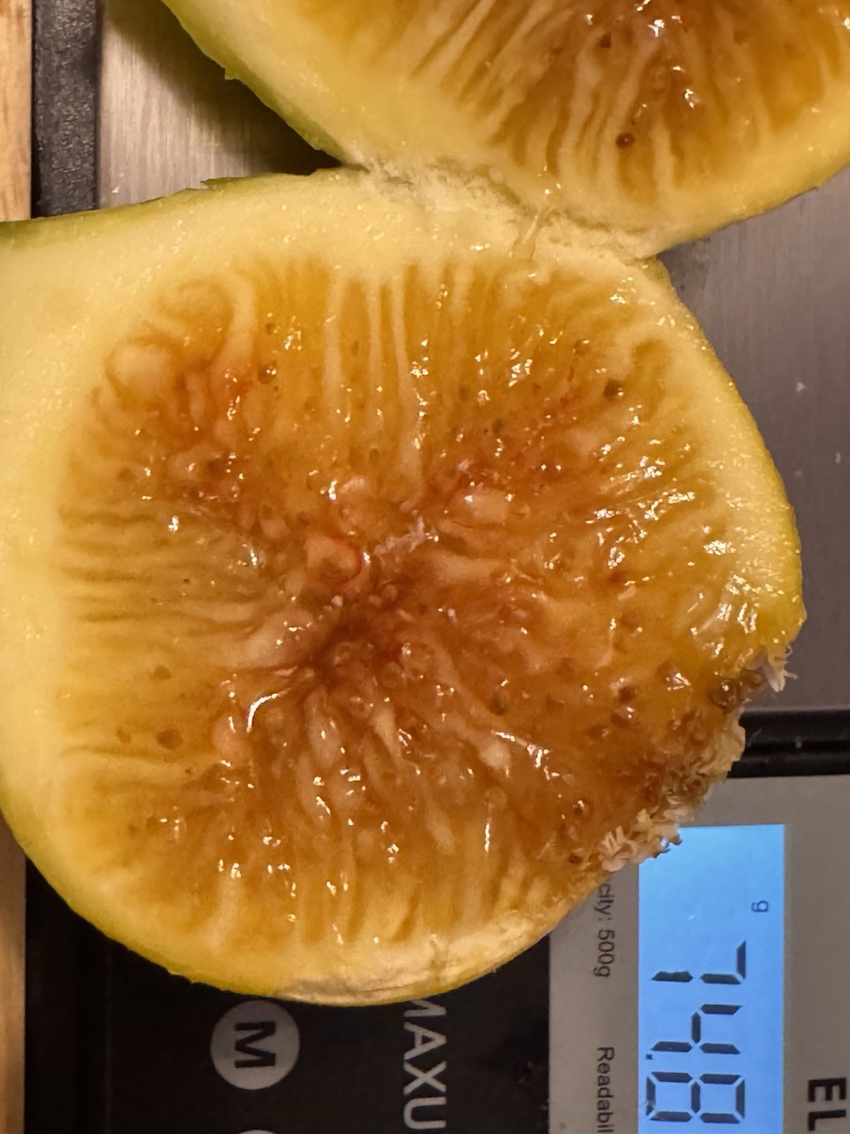 Fig Tree Cuttings -Select Variety Figs to Choose From