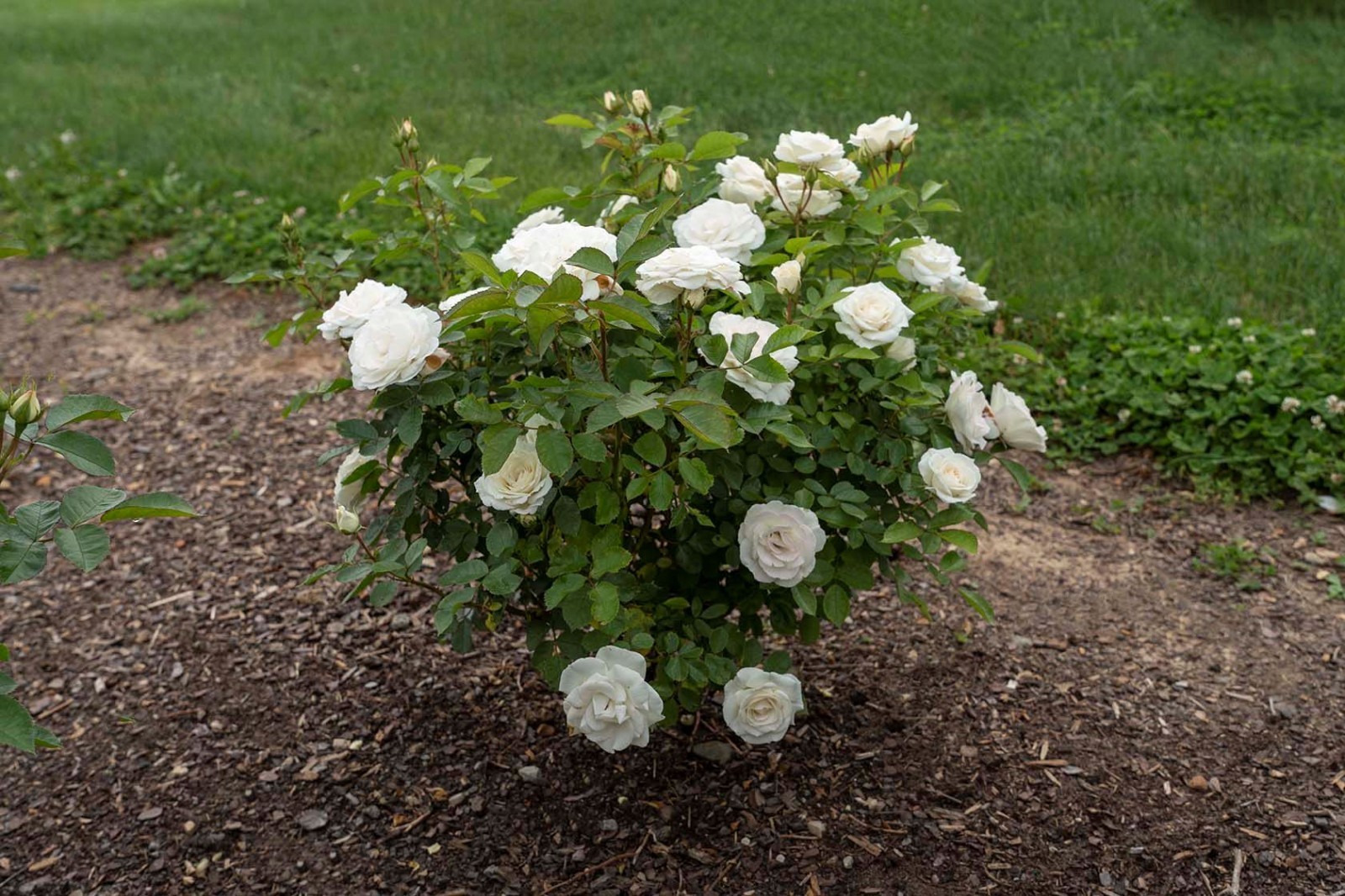 Veranda® White Shrub Rose – Live Plant ( 1 QT ) – Repeat Blooms