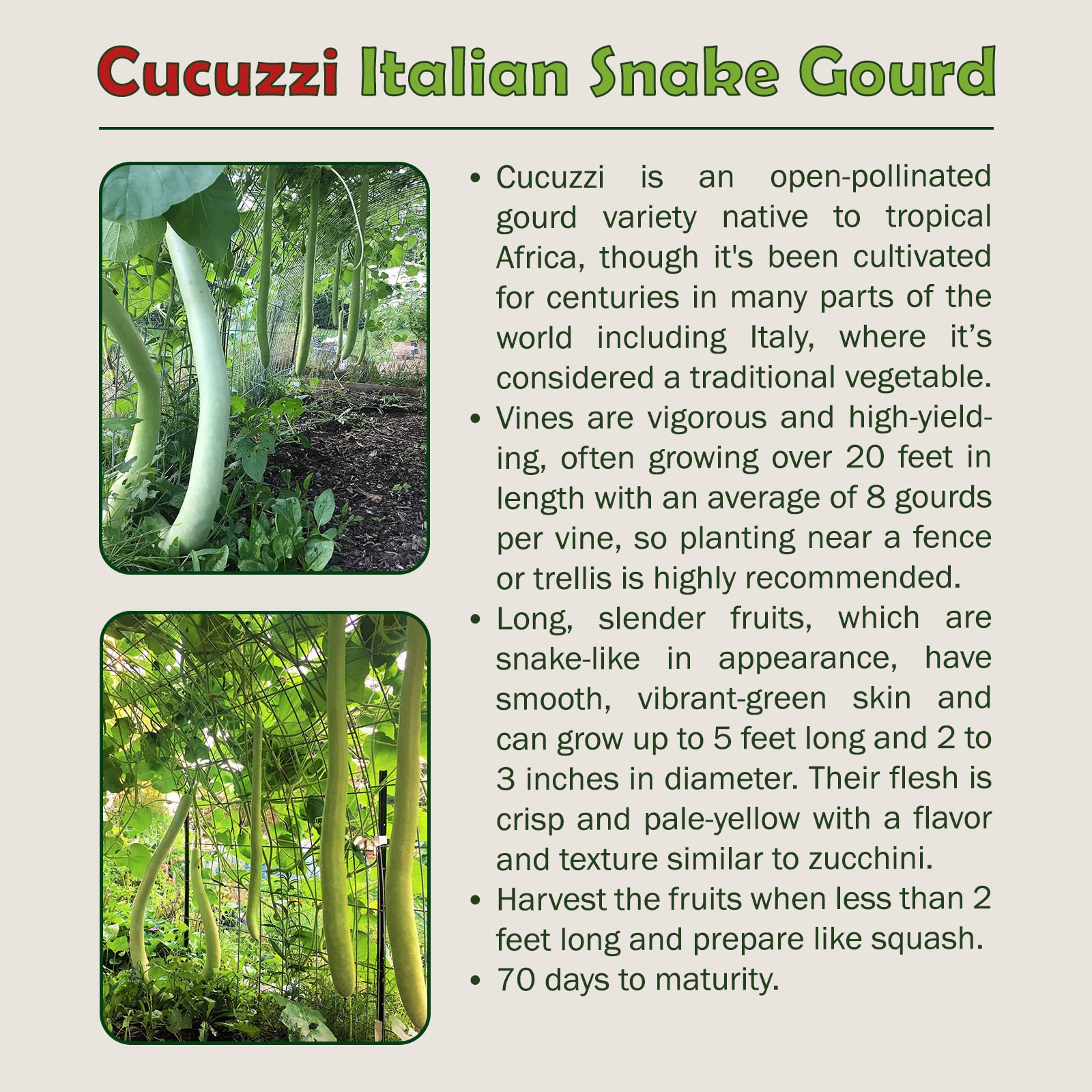 10 Cucuzzi Italian Snake Gourd Seeds, Cucuzza, Heirloom, Non-GMO, Genuine USA