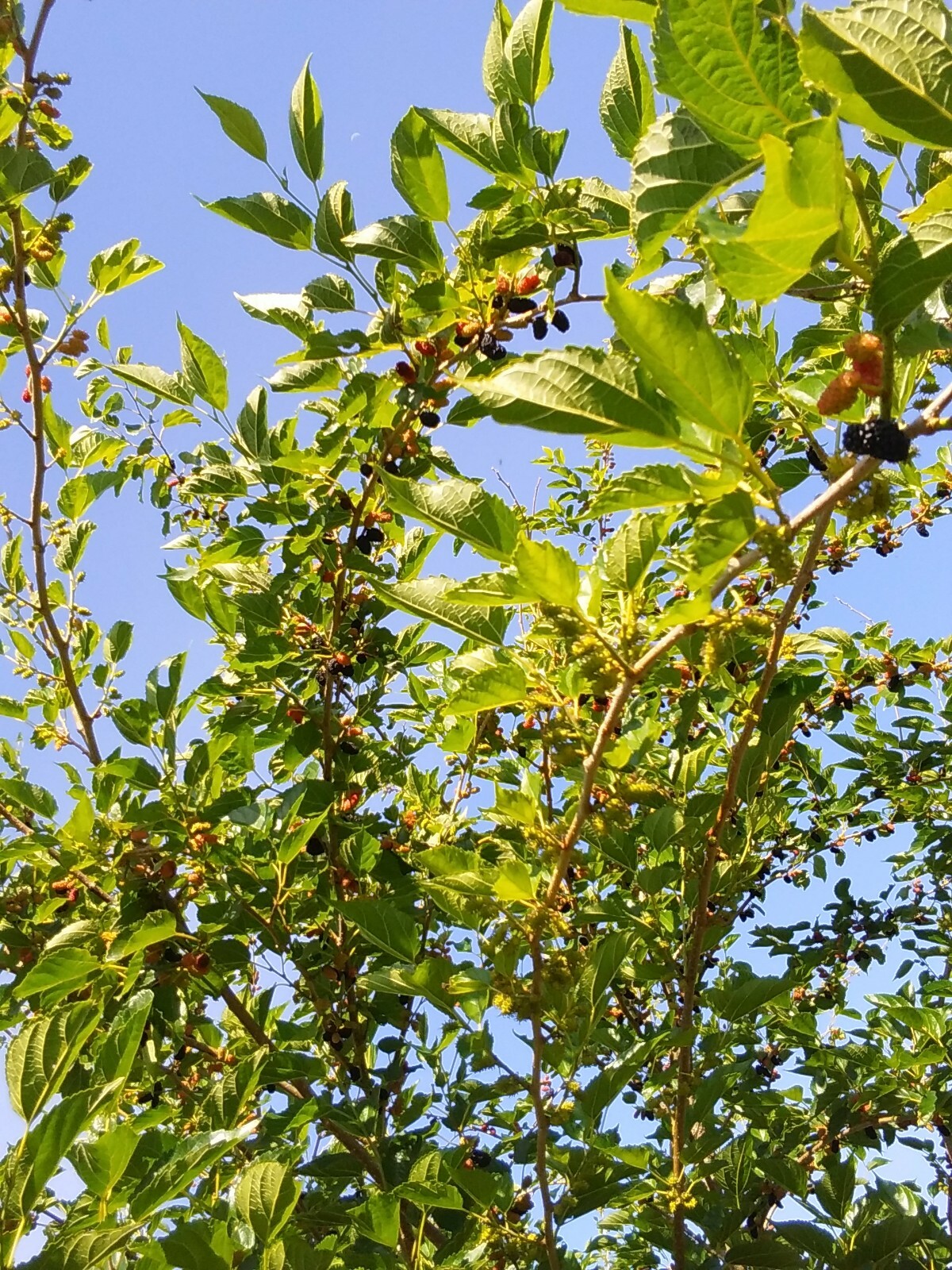 Red Black Mulberry Tree 6 Cuttings, 6″-10″ Organic Garden Fruit &Leaves Edible