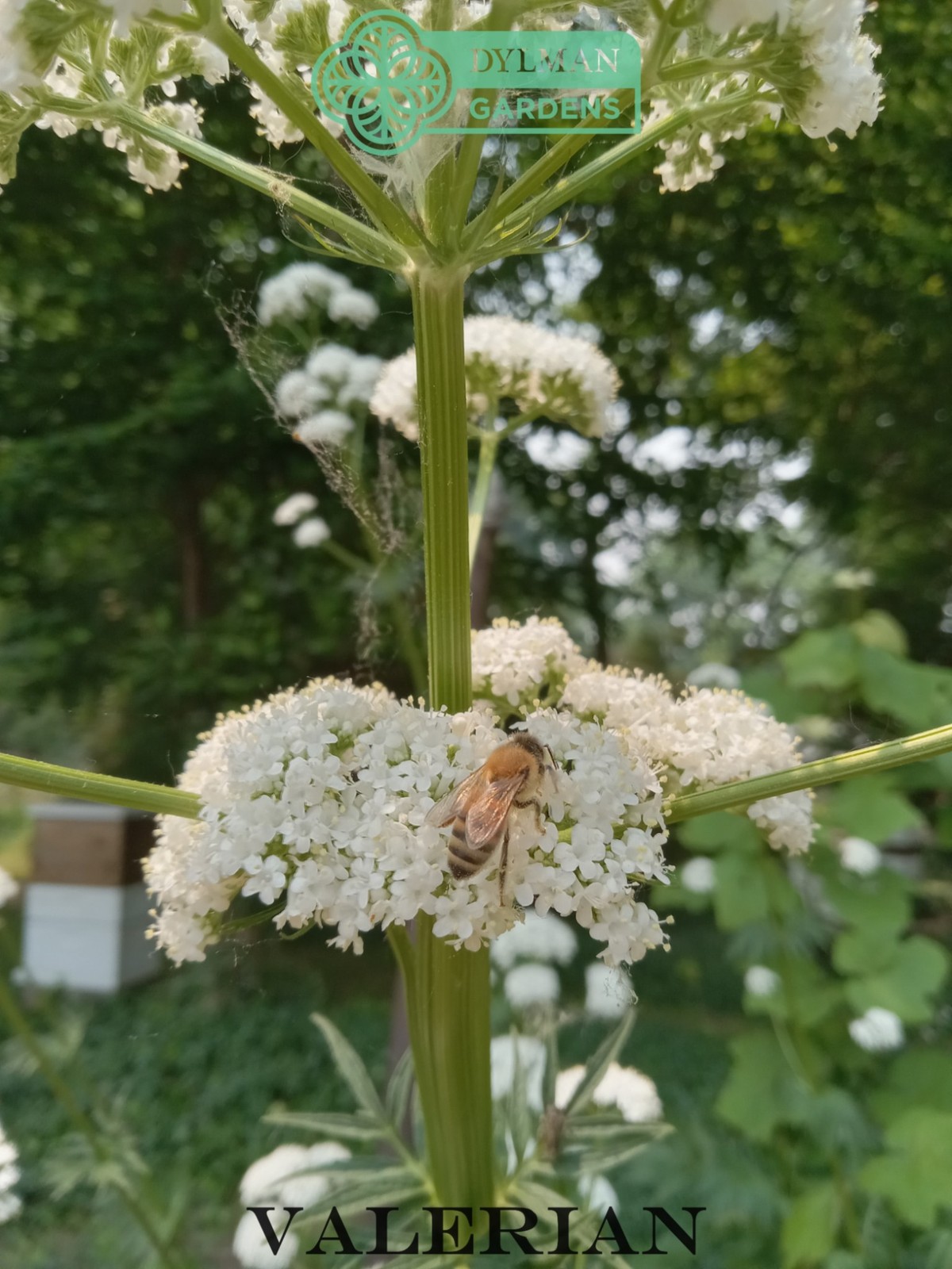 Valerian Plant (Valeriana officinalis) Garden Heliotrope – All-heal – Herb Plant
