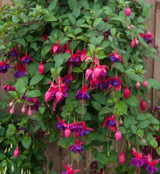 Voodoo Fuchsia Plant – 3-6″ Tall – 6″ Pot – Fuchsia hybrid – Double Purple & Red