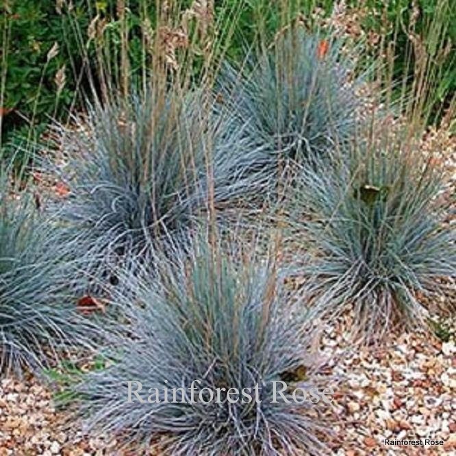 Festuca glauca Elijah Blue 50 ornamental grasses wholesale Zone 4-8