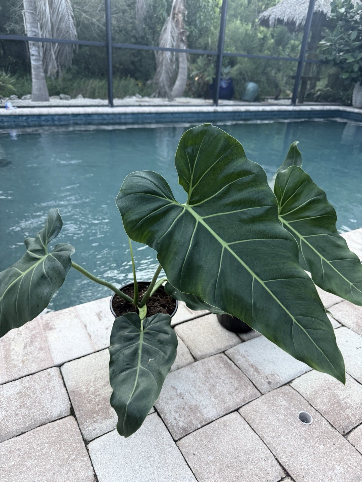 Philodendron Maximum Large Size Free Shipping