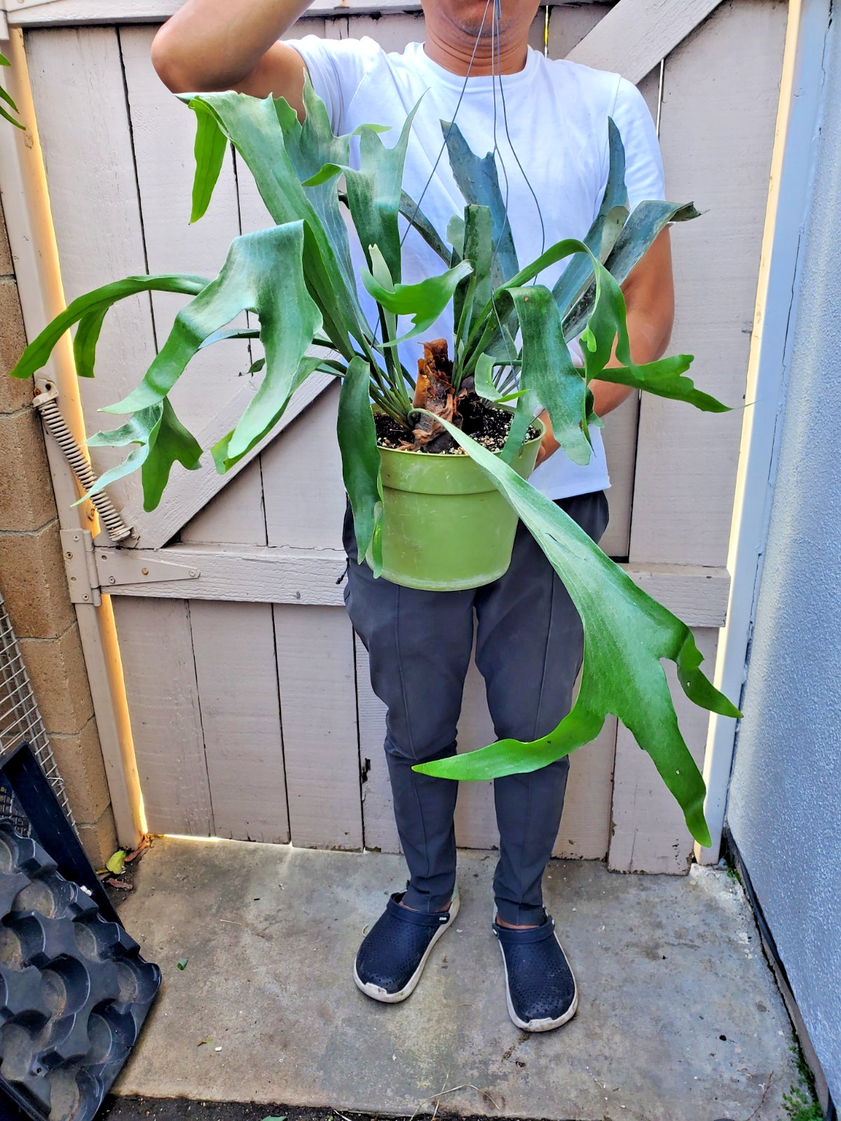 Platycerium bifurcatum Dutch Staghorn Fern Plant