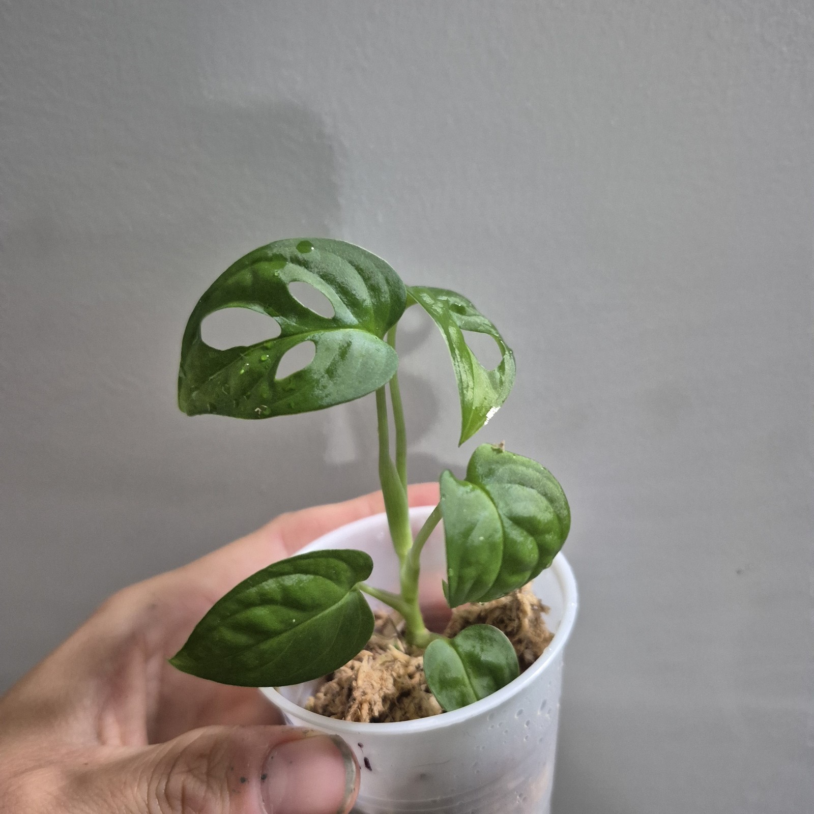 Monstera Adansonii – Monstera Swiss Cheese – 2.5 Inch – EXACT PLANT