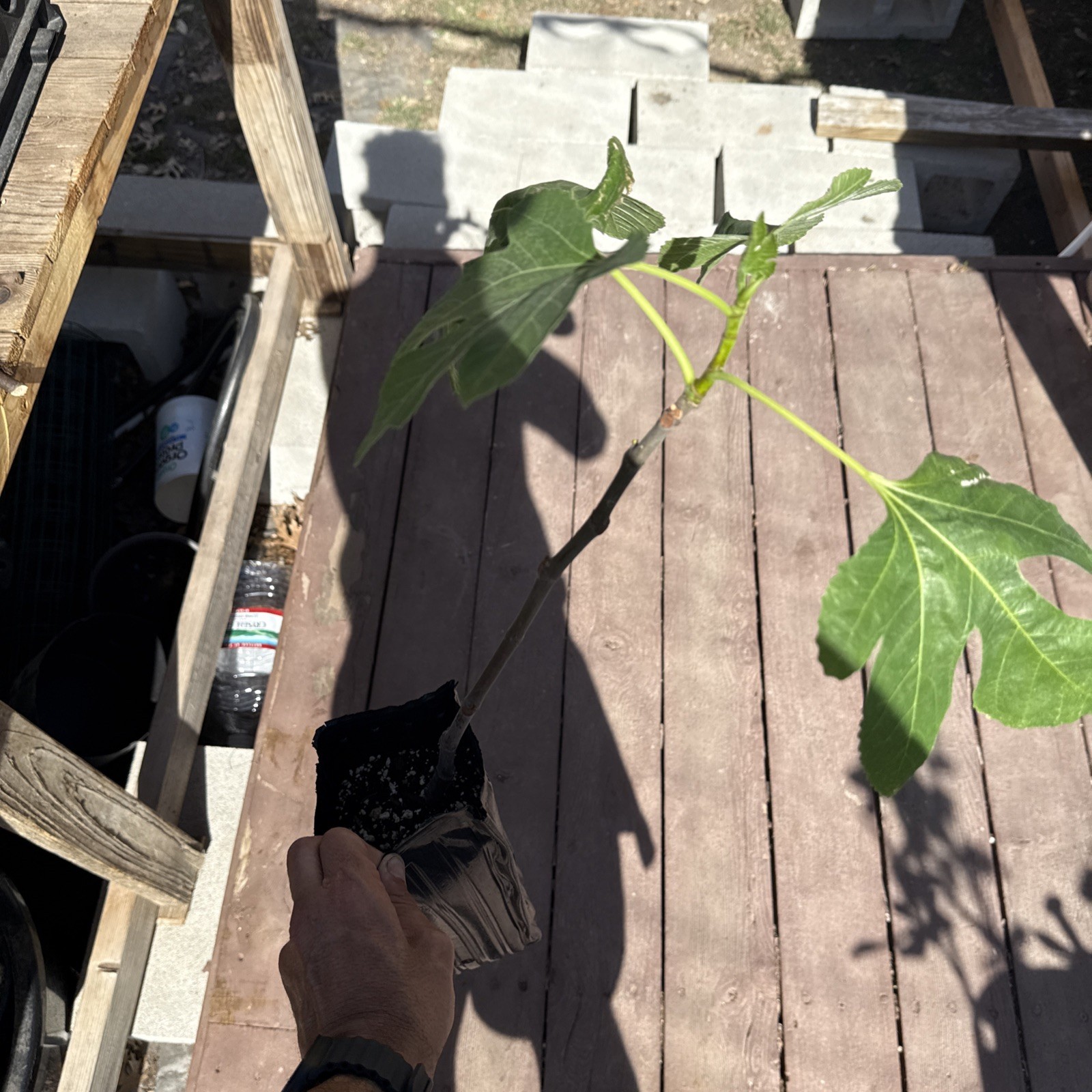 The God Father Fig Tree 🌲