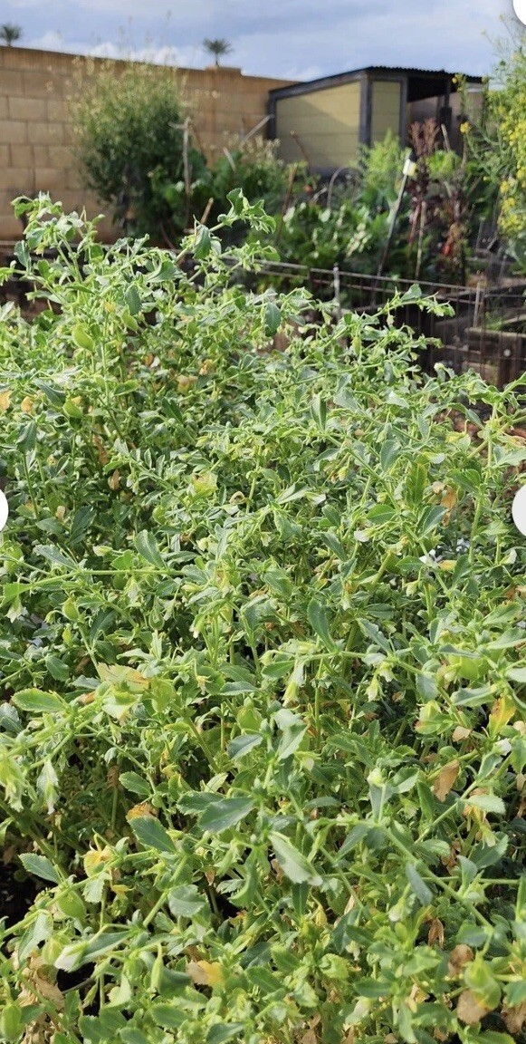 20+Chick PEA / GARBANZO BEAN Chickpea Cicer Arientum Vegetable Seeds Heirloom