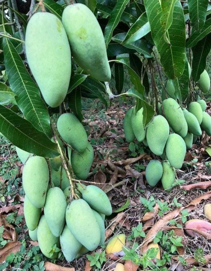 Live Grafted Elephant Mango Tree – 3 Gal Pot – Tropical Fruit Tree – No Ship CA