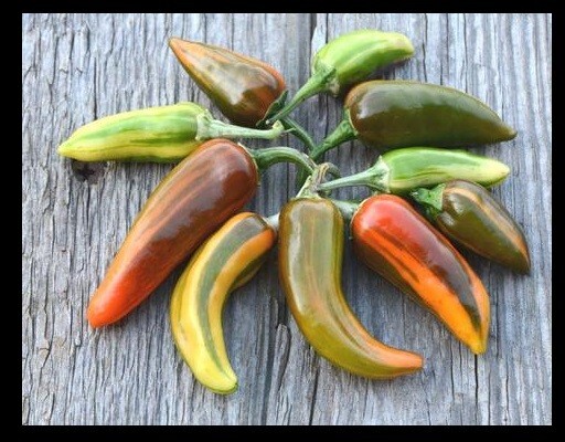 Fish Pepper 15 – 200 Seeds Hot Caribbean flavor Rare Variegated Seafood Bulk