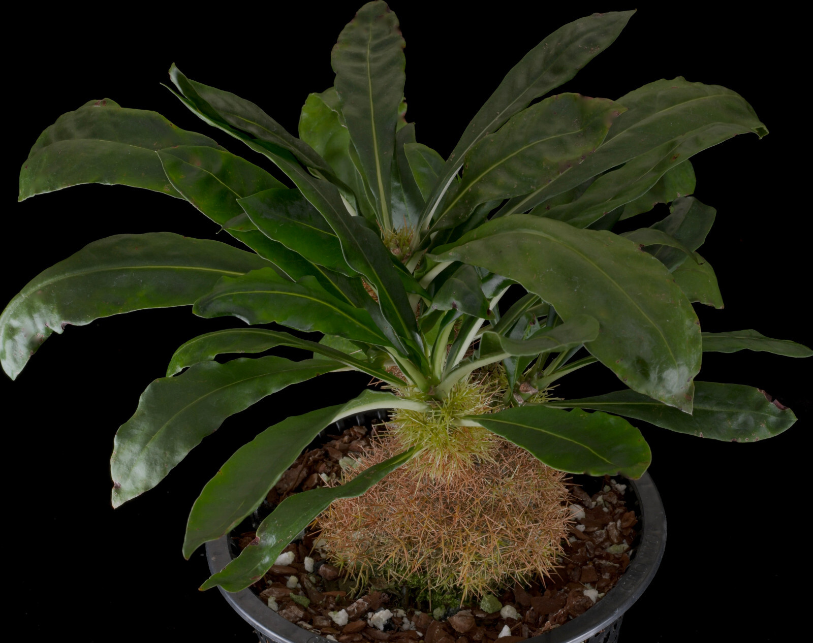 Anthorrhiza chrysacantha-rare Papua NG seed grown caudexed ant plant-gold spines
