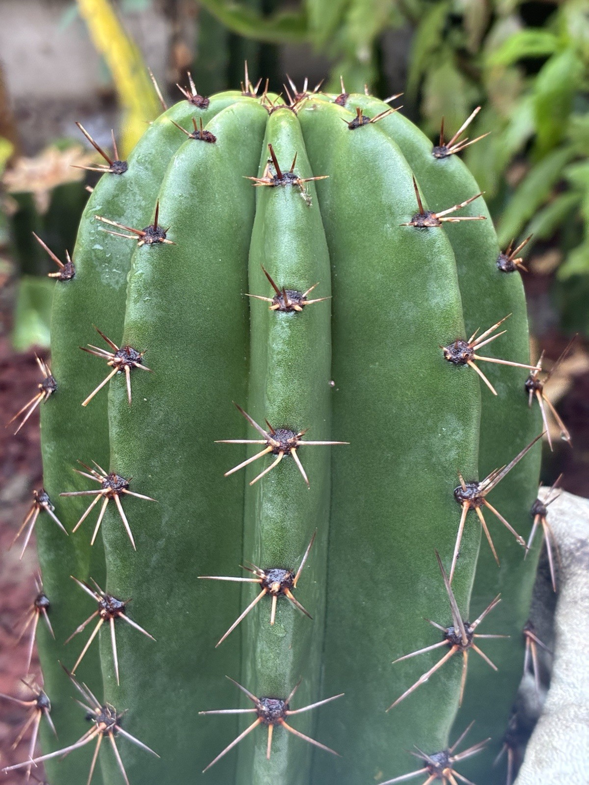 Stenocereus Queretaroensis Rooted Cactus Cutting