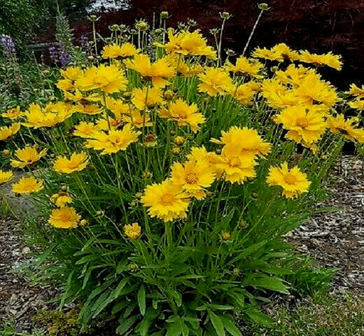 COREOPSIS GRANDIFLORA 55 Tick Seeds My “Brooklyn’s Botanical Garden Club”