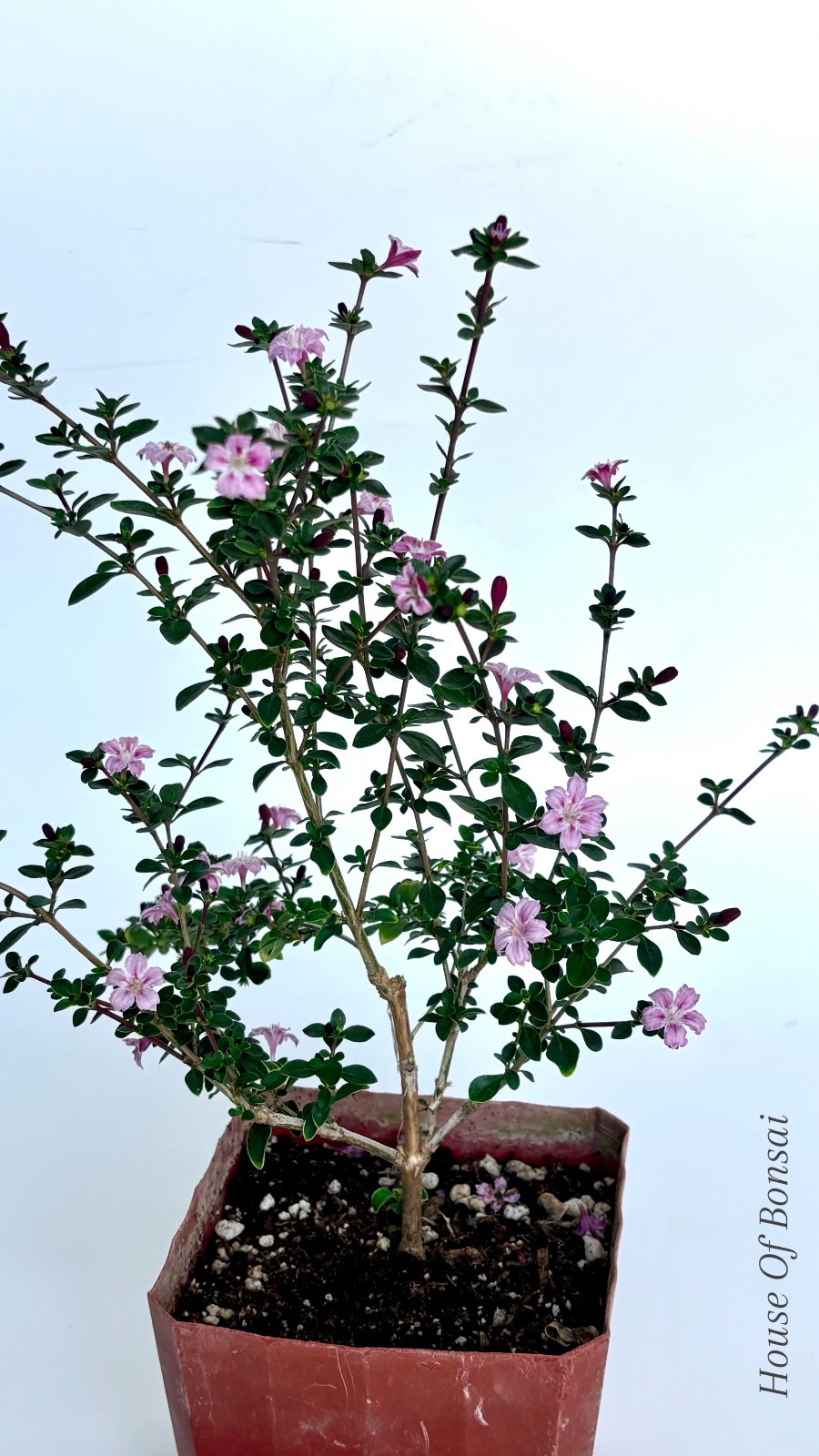 Chinese seissa ‘ Violet Fem’ 4 inch pot, flowering bonsai, New Color