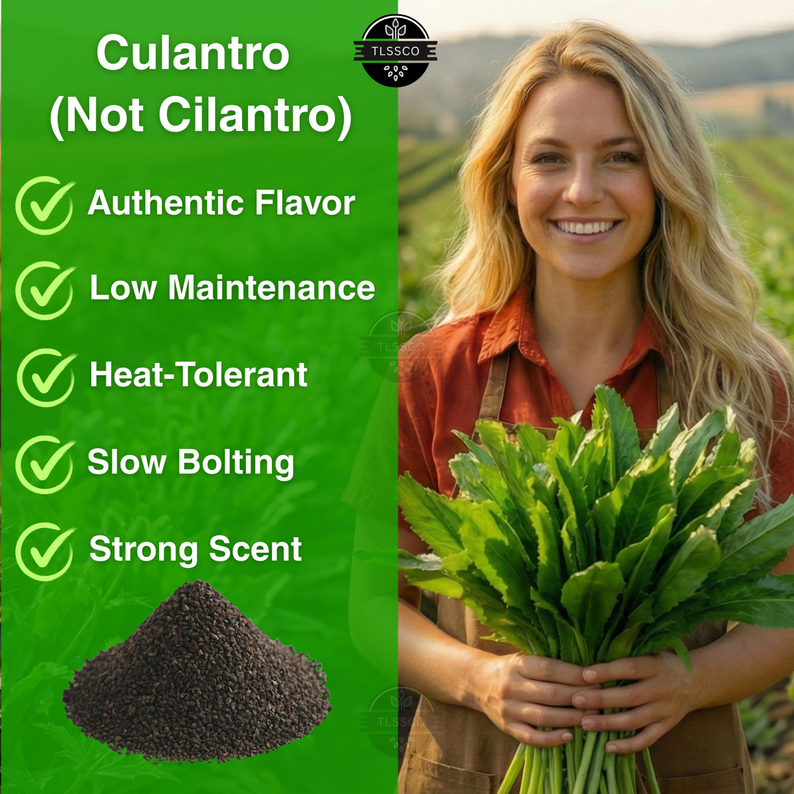 3000 Culantro Seeds NGO GAI Sawtoothfitweed, spiritweed, Stinkweed, Coriander