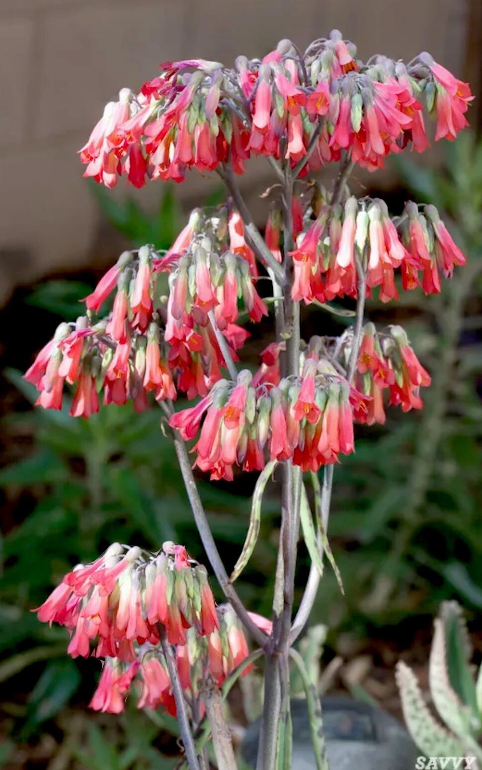 Four 3″- 4″ Kalanchoe Live Mother of Thousands (Alligator Plants) bare root