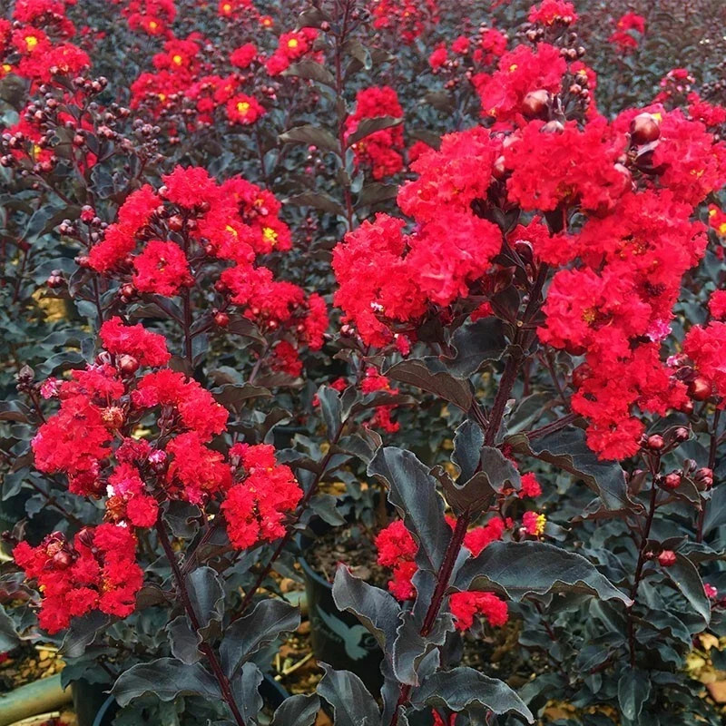 EBONY FIRE~~Crepe Crape Myrtle Starter Lagerstroemia Well Rooted “STARTER” Plant