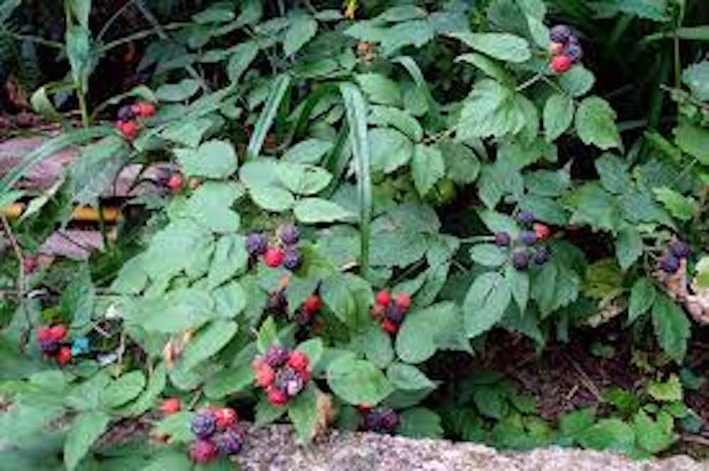 5 Cumberland Black Raspberry Starter Plug Rubus occidentalis