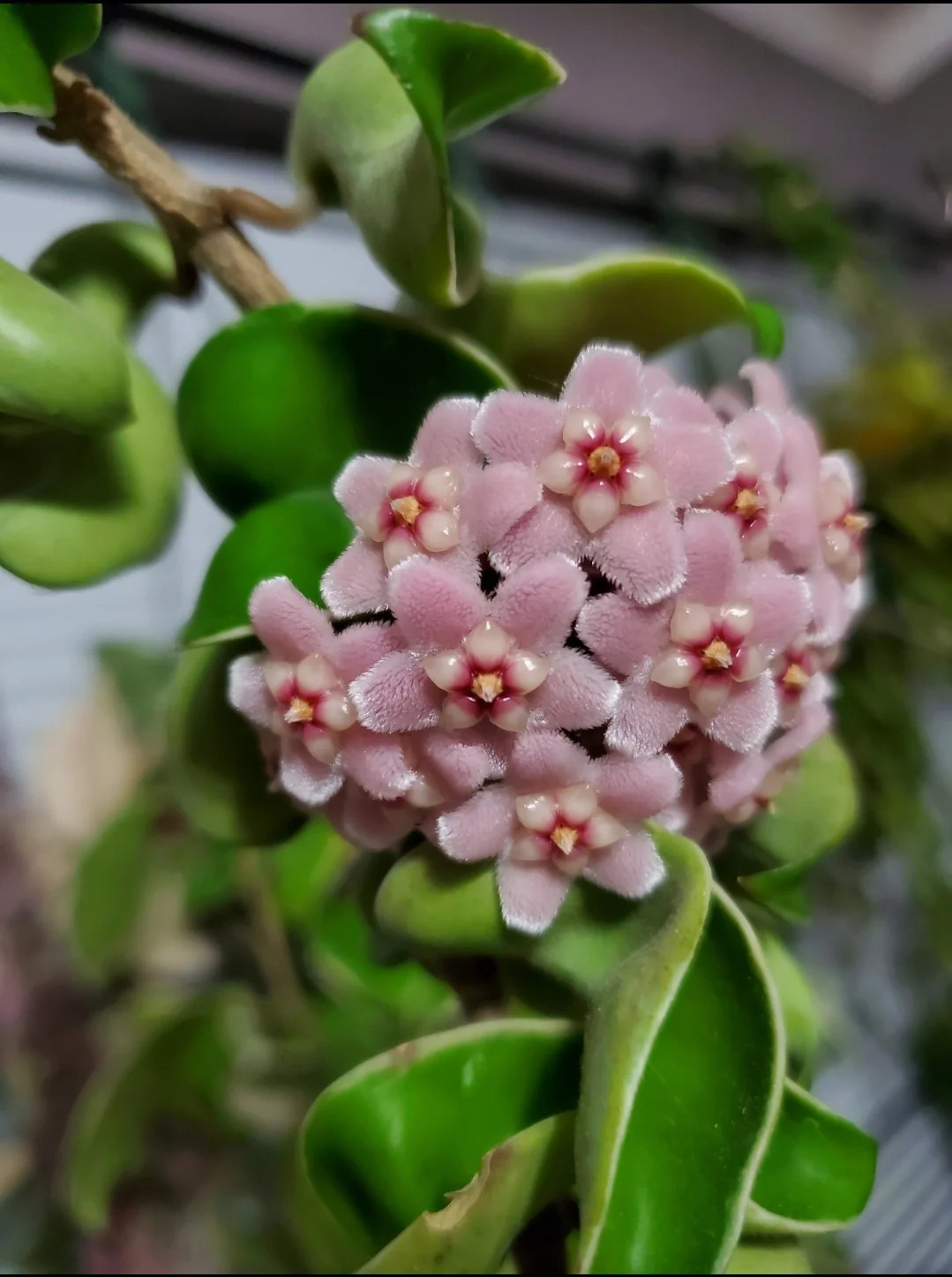 Hoya Hindu Rope Live Plant in 4″ pot Hoya Carnosa Compacta Curly Hoya Plant