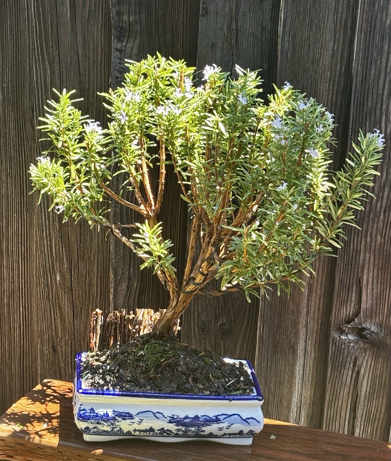 16 YEAR OLD XL ROSEMARY BONSAI IN 10” CERAMIC POT