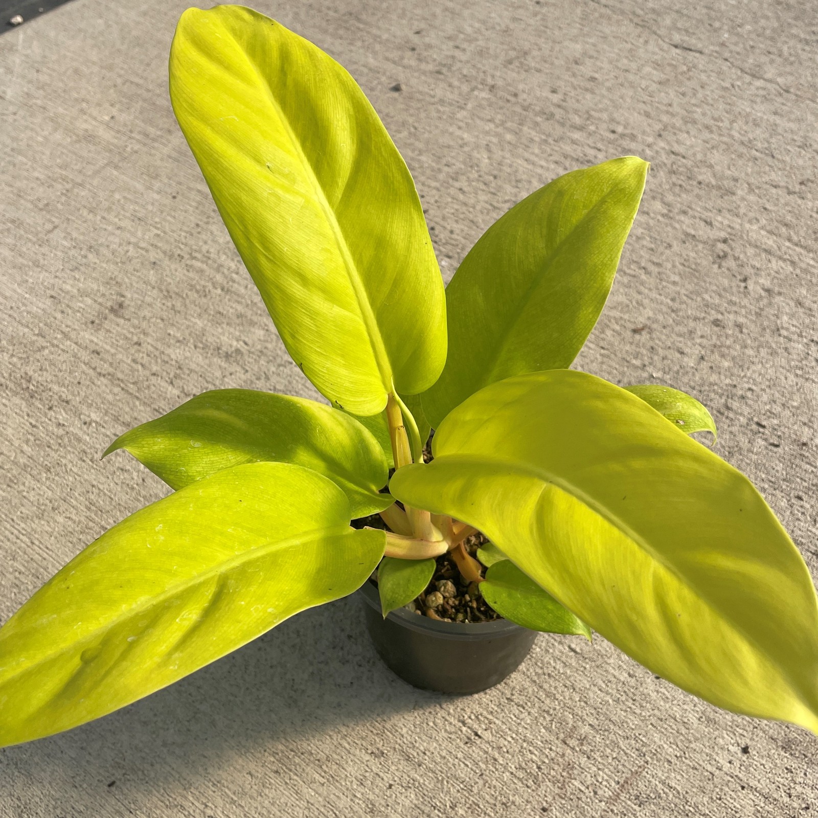 Philodendron Malay Gold Lemon Lime Rooted Starter Plant BUY 2 GET 1 FREE