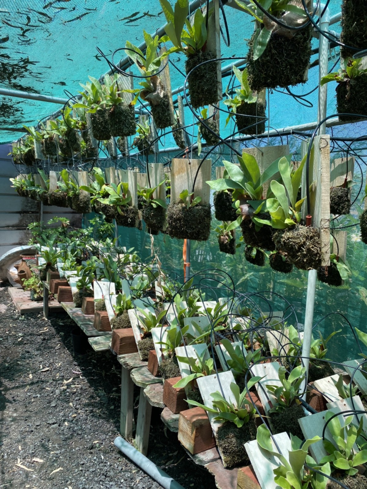STAGHORN FERN MOUNTED 10.5×5.5 Wood Plank Platycerium Rooted Indoor & Outdoor