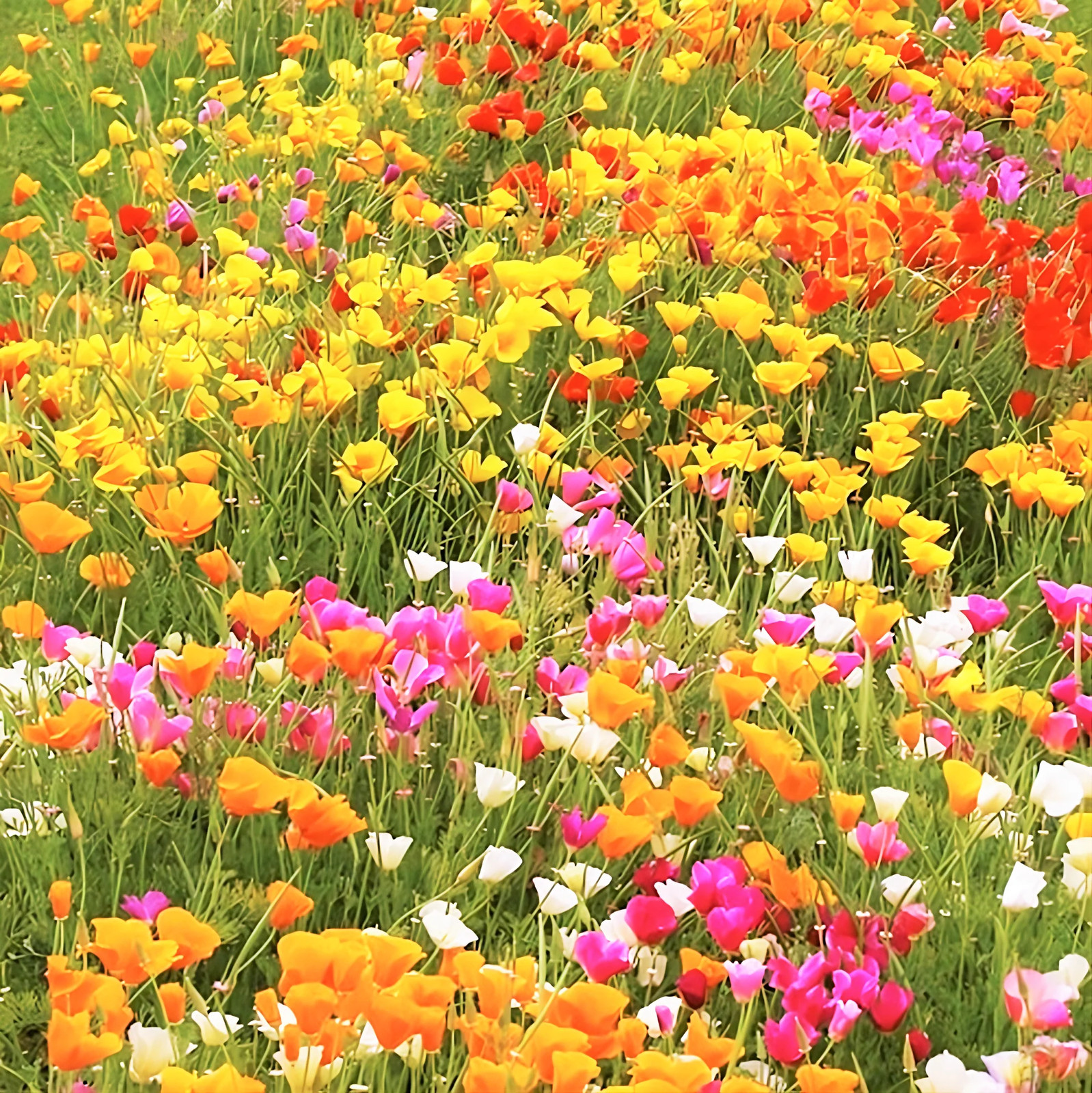 7 Colors Mix California Poppy Seeds | Rainbow Mixed All Formula Flower Seed 2024