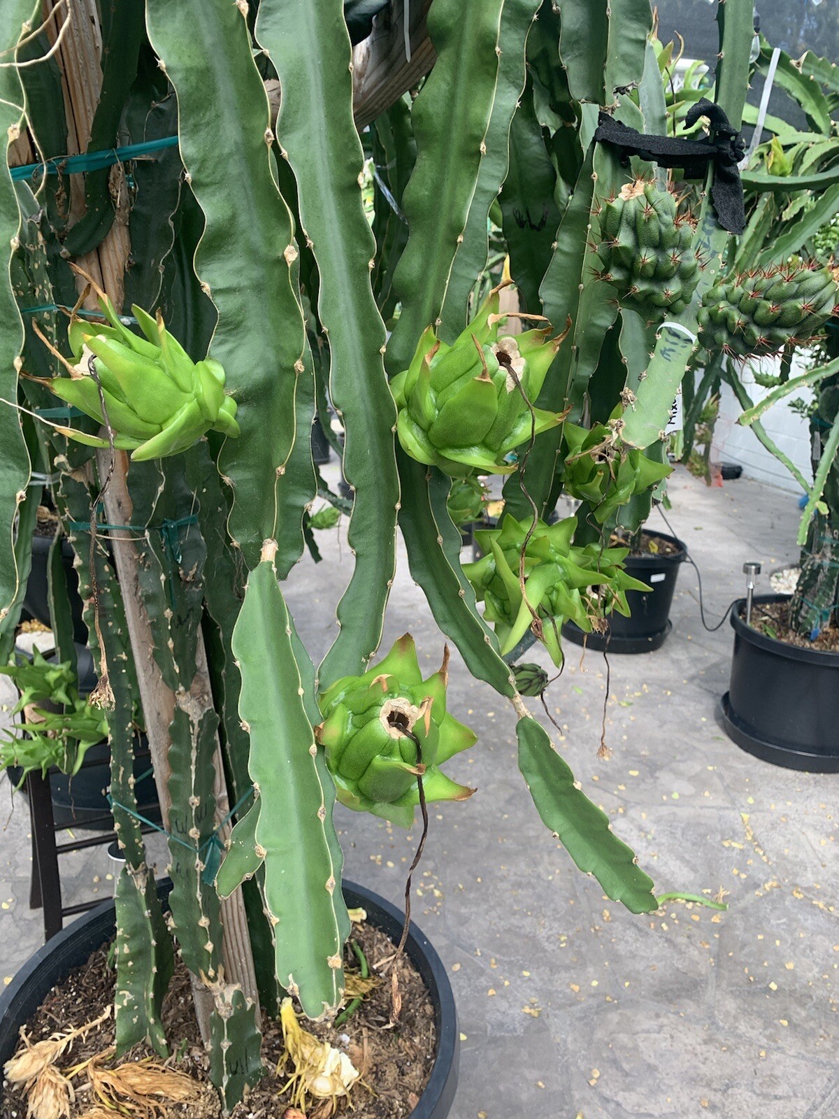 10 Dragon Fruit ” Pitaya Rare Live Cutting Type 3-5 inches For Grafting