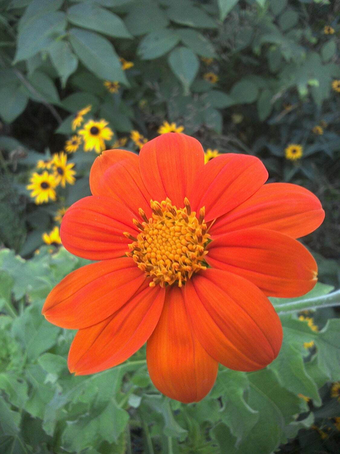 30 SEEDS MEXICAN SUNFLOWER TORCH TITHONIA SPECIOSA