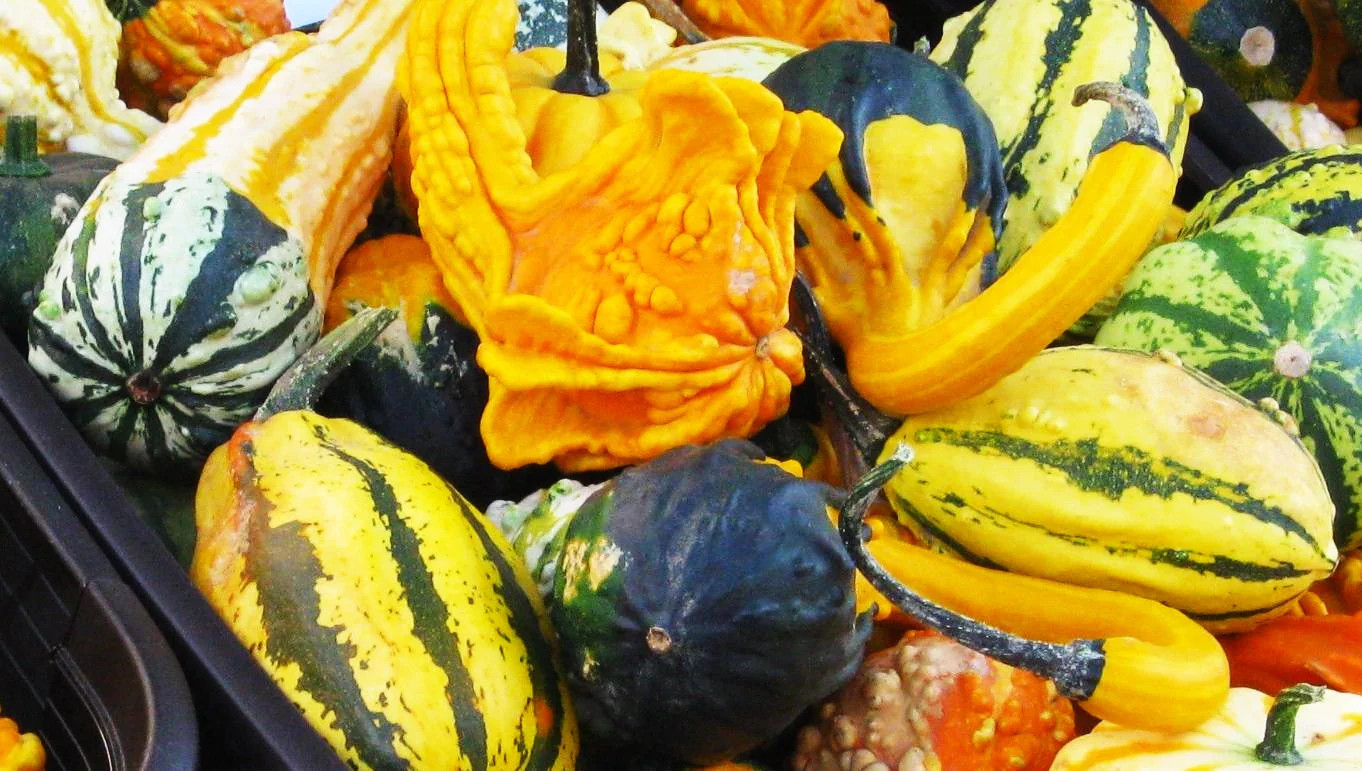 Small Warted Indy Mix Ornamental Gourd Seeds – For 2025 Planting Miniature