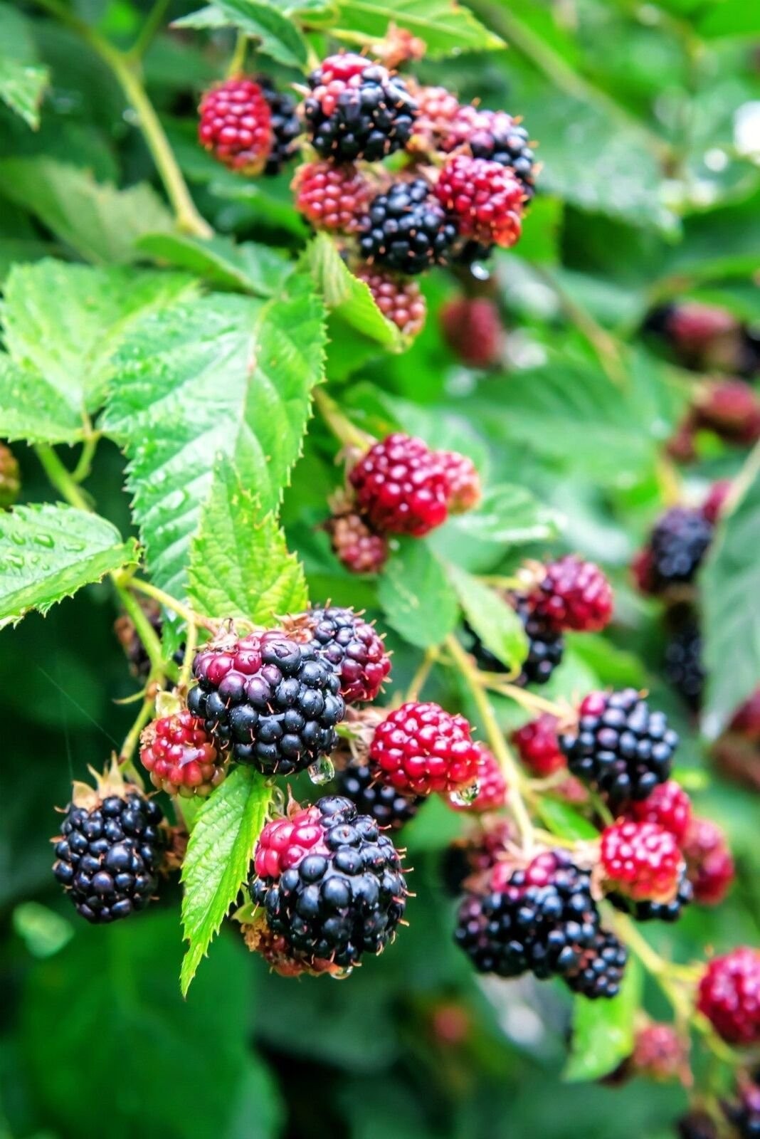 Blackberry Plant – Live Plants in 4 Inch Pots – Assorted Variety
